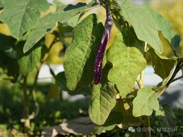 微信图片_2025-12-15_105909_708.jpg 微信图片_2025-12-15_105909_708.jpg